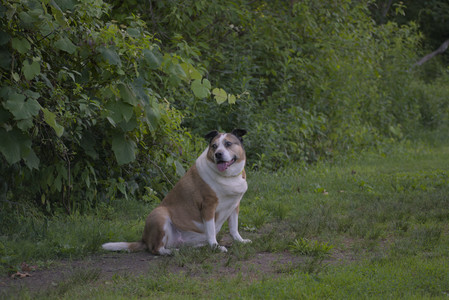20250627_Dog Park__DSC0085_.jpg