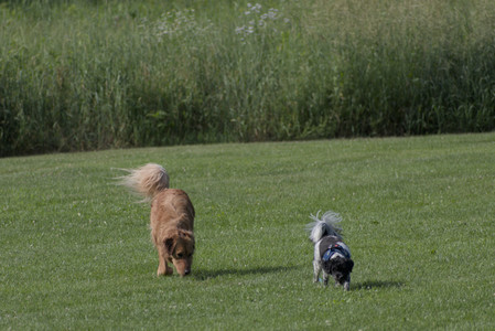20250627_Dog Park__DSC0089_.jpg