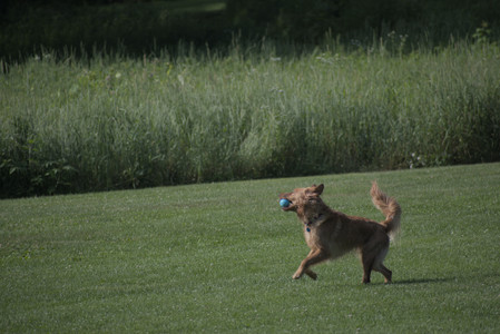 20250627_Dog Park__DSC0091_.jpg