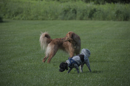 20250627_Dog Park__DSC0103_.jpg