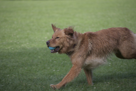 20250627_Dog Park__DSC0127_.jpg