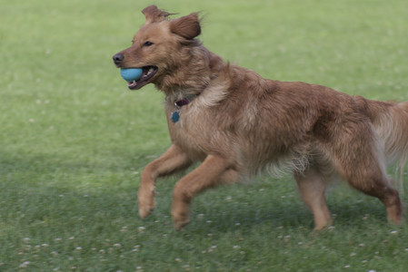 20250627_Dog Park__DSC0128_.jpg
