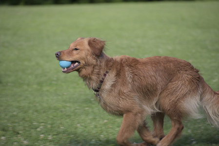 20250627_Dog Park__DSC0129_.jpg