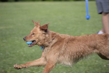 20250627_Dog Park__DSC0130_.jpg
