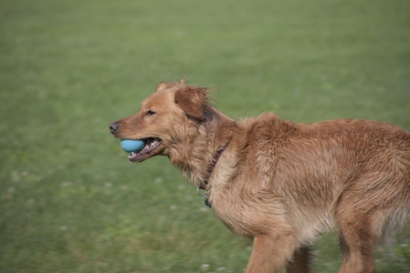 20250627_Dog Park__DSC0131_.jpg
