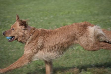 20250627_Dog Park__DSC0132_.jpg