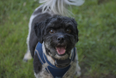 20250627_Dog Park__DSC0143_.jpg