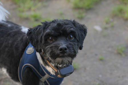 20250627_Dog Park__DSC0145_.jpg