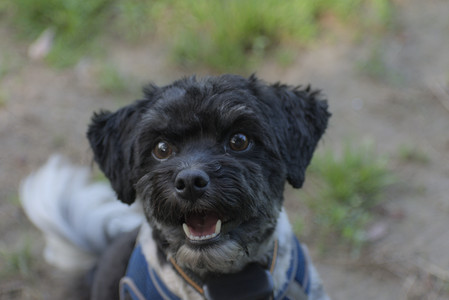 20250627_Dog Park__DSC0153_.jpg