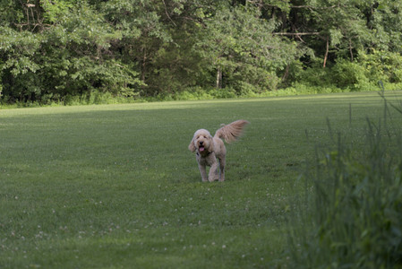 20250627_Dog Park__DSC0155_.jpg