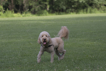 20250627_Dog Park__DSC0160_.jpg