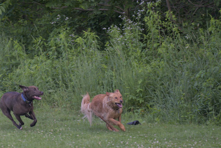 20250627_Dog Park__DSC0166_.jpg