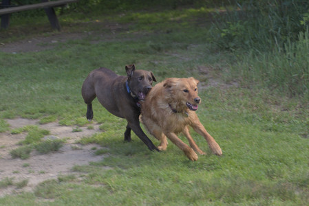 20250627_Dog Park__DSC0167_.jpg