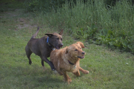 20250627_Dog Park__DSC0168_.jpg