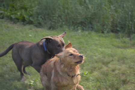 20250627_Dog Park__DSC0169_.jpg
