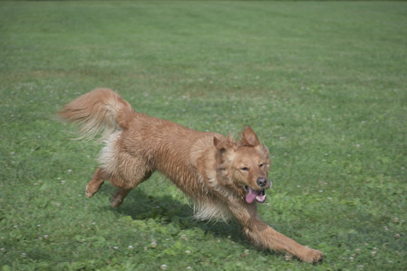 20250627_Dog Park__DSC0173_.jpg