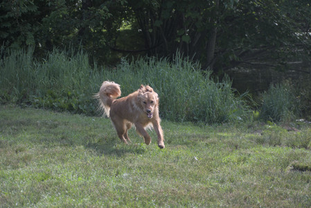 20250627_Dog Park__DSC0177_.jpg