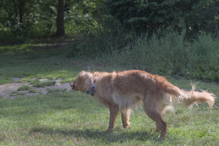 20250627_Dog Park__DSC0182_.jpg