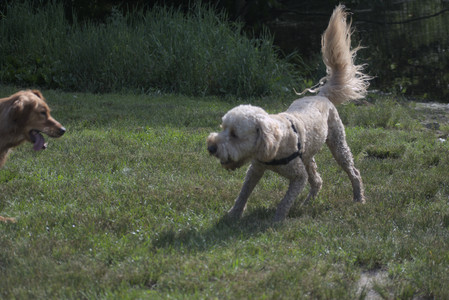 20250627_Dog Park__DSC0189_.jpg