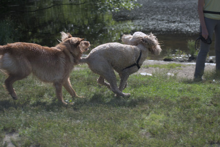 20250627_Dog Park__DSC0191_.jpg
