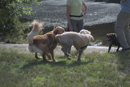 20250627_Dog Park__DSC0193_.jpg