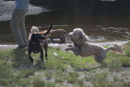 20250627_Dog Park__DSC0194_.jpg