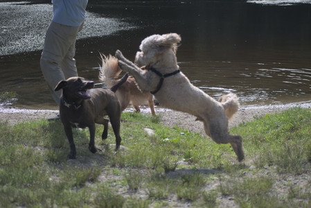 20250627_Dog Park__DSC0195_.jpg