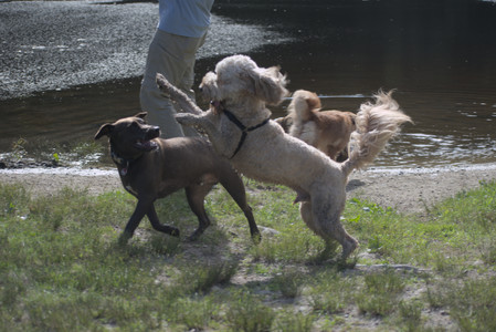 20250627_Dog Park__DSC0196_.jpg