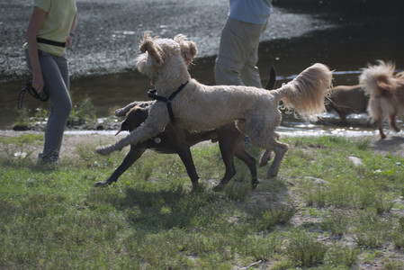 20250627_Dog Park__DSC0197_.jpg