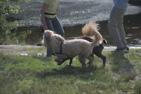 20250627_Dog Park__DSC0198_.jpg