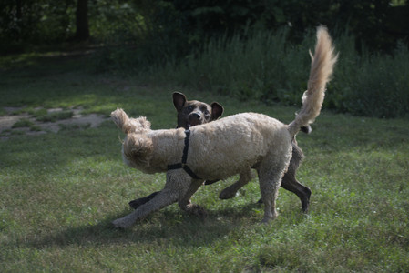 20250627_Dog Park__DSC0200_.jpg