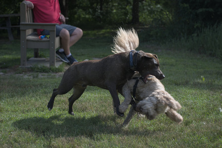 20250627_Dog Park__DSC0204_.jpg