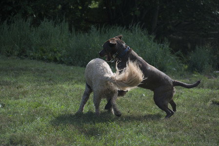 20250627_Dog Park__DSC0208_.jpg