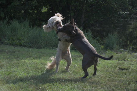 20250627_Dog Park__DSC0214_.jpg