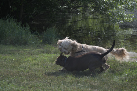 20250627_Dog Park__DSC0222_.jpg