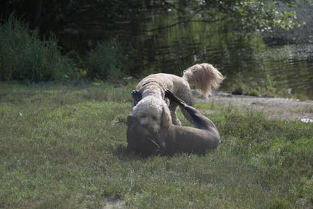 20250627_Dog Park__DSC0225_.jpg