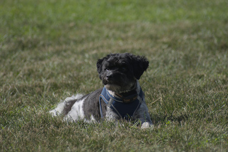 20250627_Dog Park__DSC0234_.jpg