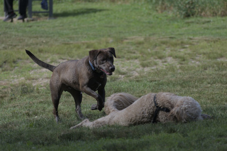20250627_Dog Park__DSC0239_.jpg