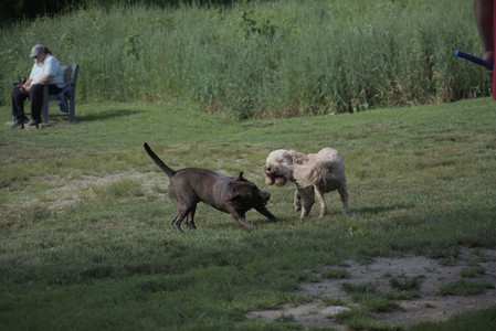 20250627_Dog Park__DSC0243_.jpg