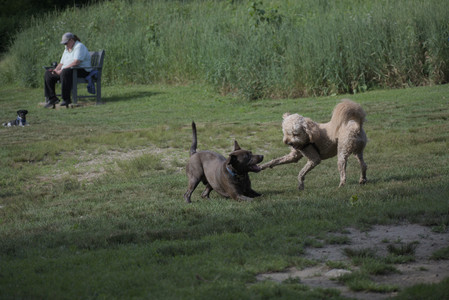 20250627_Dog Park__DSC0244_.jpg