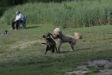 20250627_Dog Park__DSC0246_.jpg
