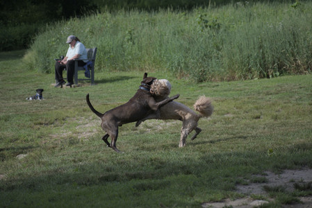 20250627_Dog Park__DSC0251_.jpg