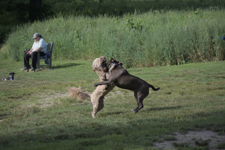 20250627_Dog Park__DSC0256_.jpg