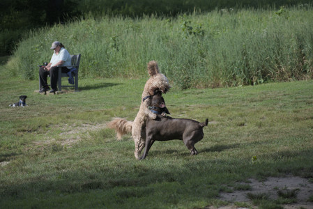 20250627_Dog Park__DSC0257_.jpg