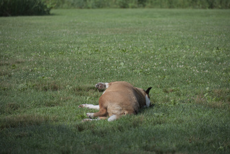 20250627_Dog Park__DSC0268_.jpg