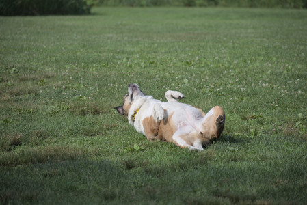 20250627_Dog Park__DSC0273_.jpg