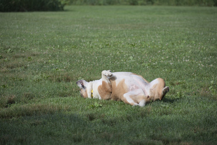 20250627_Dog Park__DSC0274_.jpg