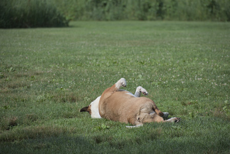 20250627_Dog Park__DSC0277_.jpg