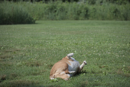 20250627_Dog Park__DSC0281_.jpg