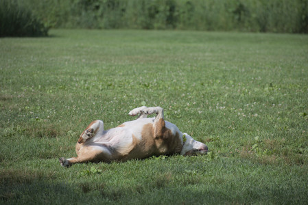 20250627_Dog Park__DSC0287_.jpg